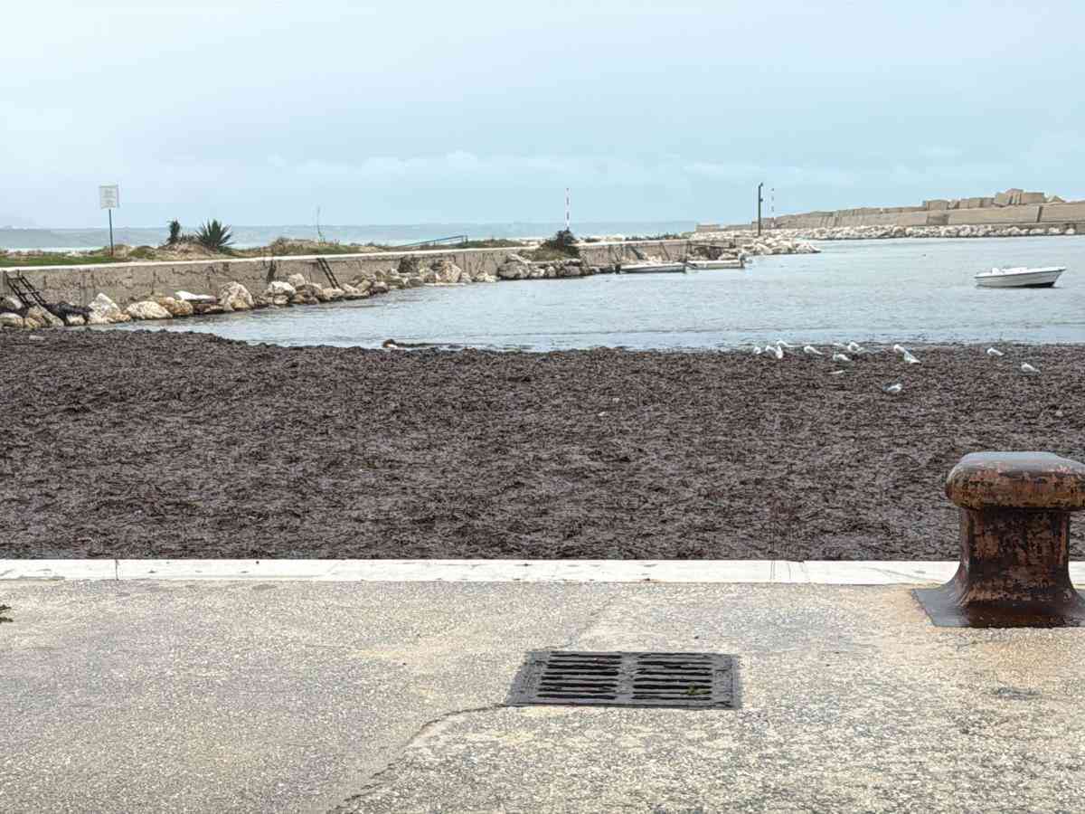 Immagine articolo: Porto palo. Dragaggio del porto e rimozione posidonia: firmata l’ordinanza