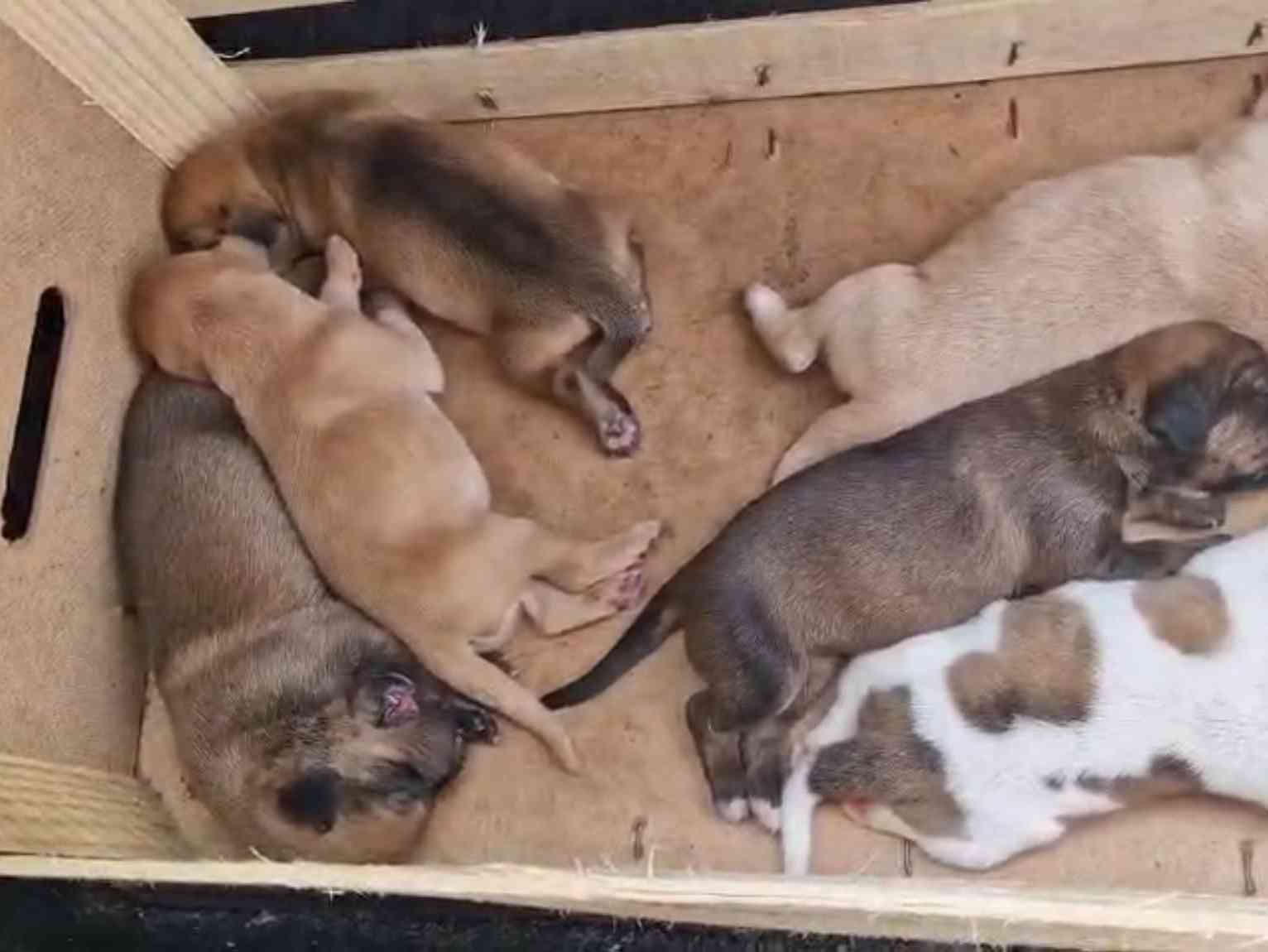 Immagine articolo: Sciacca, cuccioli appena nati abbandonati tra i rifiuti. Li salvano i carabinieri e li affidano a una volontaria