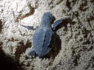 Immagine articolo: Menfi. Schiuso il primo nido di tartarughe Caretta Caretta a Porto Palo