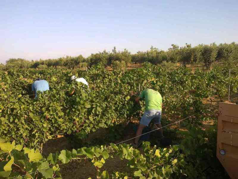 Immagine articolo: Menfi, Cantine Settesoli: al via la vendemmia 2026 con il Pinot Grigio